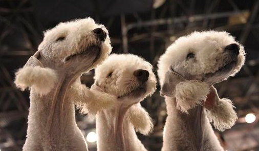 whitedogs_zps8b6ede44.png