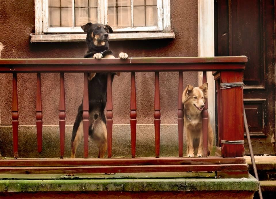 10609444_10204862641744843_6967089987625