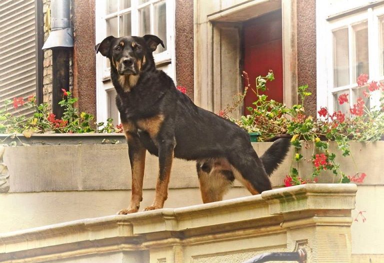 10712879_10204896129462015_9261906871620