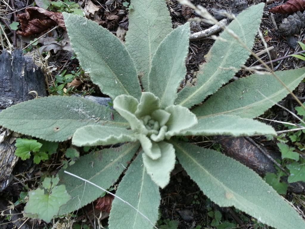Billede