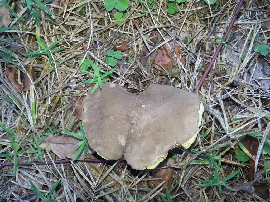 Billede