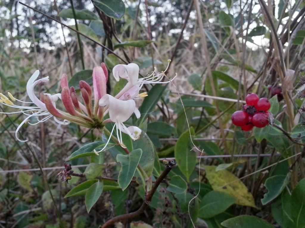 Billede
