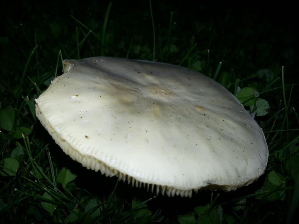 Billede