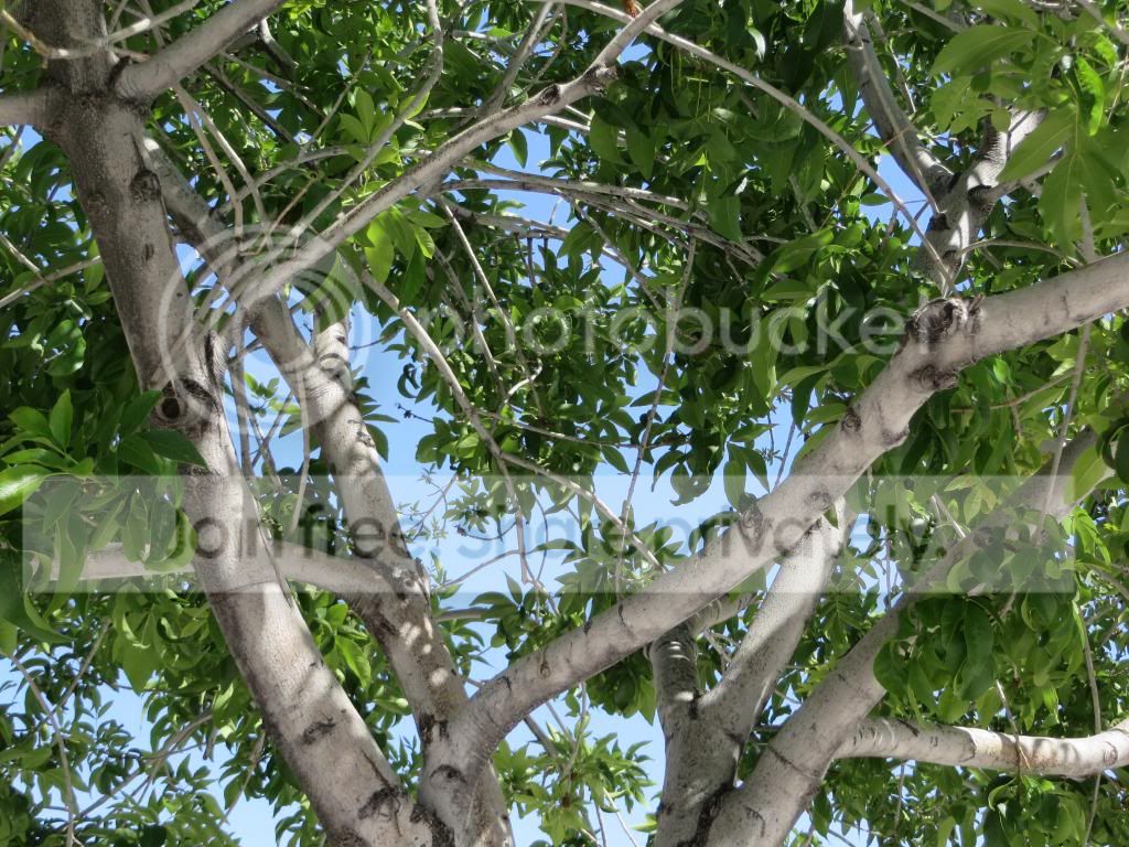 IMG_0174_zps38a27dc2.jpg